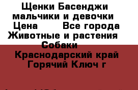 Щенки Басенджи ,мальчики и девочки › Цена ­ 1 - Все города Животные и растения » Собаки   . Краснодарский край,Горячий Ключ г.